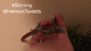 Stimmy lizard sensory toy